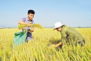 Dự kiến, năm 2023, sản lượng lúa cả nước đạt 43,2- 43,4 triệu tấn, bảo đảm nhu cầu tiêu dùng trong nước và xuất khẩu. Ảnh| MINH ANH