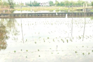 Nhiều diện tích trồng hoa hoa Tết ở xã Hồng Thủy bị ngập úng, gây thiệt hại cho người trồng