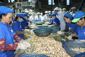 Chế biến điều nhân xuất khẩu ở tỉnh Bình Phước.