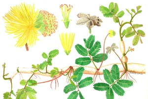Tác phẩm minh họa loài Neptunia oleracea Lour (người Việt gọi là cây rau nhút). Ảnh: NVCC