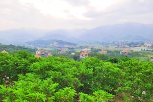 Vùng trồng na dai xã Huyền Sơn, huyện Lục Nam, tỉnh Bắc Giang.