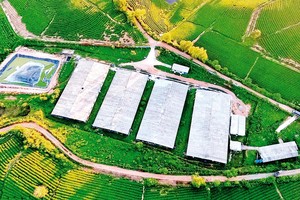 Nhà xưởng chế biến chè được xây dựng trên đất nông nghiệp thuộc vùng nguyên liệu chè huyện Anh Sơn, tỉnh Nghệ An. Ảnh: QUANG DŨNG