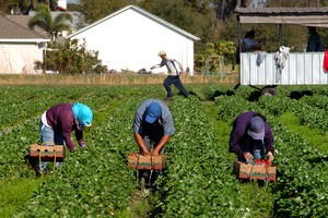 Ngành nông nghiệp Canada đứng trước nguy cơ thiếu lao động. Ảnh CROPTRACKER