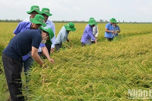 Nông dân tham quan đánh giá giống lúa ĐS1 của Vinarice trên cánh đồng liên kết bao tiêu sản phẩm 50 ha tại huyện Tam Nông, tỉnh Đồng Tháp. (Ảnh: HỮU NGHĨA)