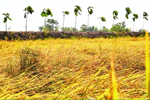 Thời tiết khô hạn làm suy giảm năng suất lúa gạo ở Thái Lan. Ảnh | CNA/Jack Board
