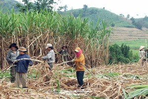 Nông dân xã Sơn Hà, huyện Sơn Hòa thu hoạch vụ mía 2022-2023.