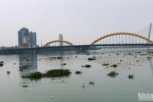 Lục bình trôi kín sông Hàn, ảnh chụp trưa 20/4. 