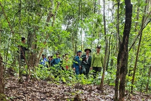Kiểm lâm địa bàn cùng các chủ rừng trên địa bàn huyện Mường Nhé tuần tra, bảo vệ rừng thuộc khu vực rừng đã được chi trả dịch vụ môi trường rừng.
