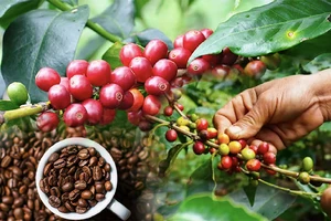 Điều gì sẽ giúp doanh nghiệp cà-phê Việt "làm chủ giá" trong năm 2024?