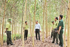 Cán bộ Chi cục Kiểm lâm tỉnh Long An kiểm tra công tác phòng, chống cháy rừng tại huyện Thạnh Hóa. 