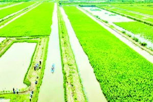 Khu vực trồng lúa kết hợp nuôi tôm tại Cà Mau phát triển mạnh tại các vùng có thủy lợi hở, đến nay khoảng 39.000 ha.