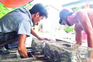  Chuột đồng được gom về các vựa tại chợ Phù Dật ở ấp Bình Chiến, xã Bình Chánh, huyện Châu Phú, tỉnh An Giang.