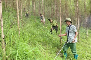 Lực lượng kiểm lâm phối hợp với chủ rừng chăm sóc bảo vệ rừng trồng tại xã Đồng Vương, huyện Yên Thế (Bắc Giang). (Ảnh VŨ SINH)