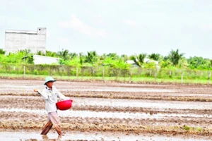 Nông dân Nguyễn Văn Quý, xã Thạnh Nhựt, huyện Gò Công Tây (Tiền Giang) xuống giống lúa hè thu 2024.