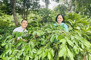 Chị Lương Thị Ngọc Trâm và anh Phan Hồng Phong ở vườn cà-phê arabica Khe Sanh.