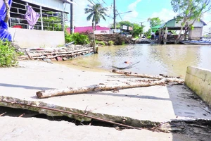  Một điểm sạt lở làm hư hỏng hơn 100m đường trên tuyến Dương Thị Cẩm Vân, thị trấn Đầm Dơi, huyện Đầm Dơi.