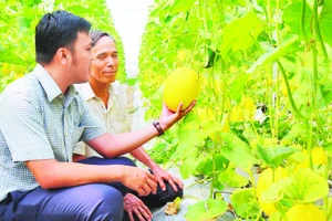 Mô hình trồng dưa trong nhà lưới ở xã Nhơn Ninh, huyện Tân Thạnh (Long An) đạt hiệu quả cao.