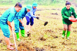 Nông dân huyện Văn Yên (Yên Bái) trồng ngô trên đất hai vụ lúa.