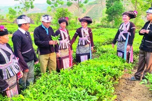 Cây chè mang lại thu nhập ổn định cho bà con Nậm So.