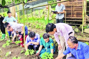 Cán bộ Sở Khoa học và Công nghệ tỉnh Bắc Kạn kiểm tra việc thu thập giống loài sâm mới phát hiện tại huyện Ba Bể. (Ảnh NGUYỄN HÙNG)