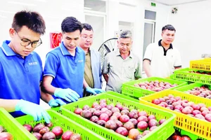 Tuyển chọn chanh leo xuất khẩu tại nhà máy của Công ty Blue Ocean JSC, huyện Lâm Hà.