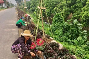 Hội viên phụ nữ xã Tân Dân trồng, chăm sóc đường hoa.