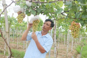 Anh Trần Văn Mến đang theo dõi và chăm sóc vườn nho của gia đình.