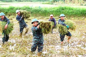 Cán bộ, chiến sĩ Đoàn Kinh tế-Quốc phòng 92 (Thừa Thiên Huế) giúp nhân dân xã A Roàng, huyện A Lưới gặt lúa chạy lũ. (Ảnh: QĐ)