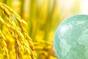 Nâng tầm hạt gạo Việt & những cơ hội mới