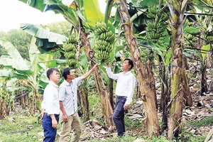 Mô hình trồng chuối trên đồi tại Đồng Văn cho thu nhập từ 200-250 triệu đồng/ha. 