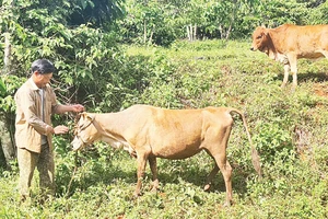 Các hộ nghèo ở xã Quảng Trực, huyện Tuy Đức được hỗ trợ bò giống. 