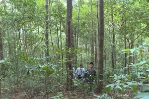 Các tỉnh Gia Lai và Kon Tum có tiềm năng phát triển rừng gỗ lớn phục vụ ngành công nghiệp chế biến gỗ xuất khẩu.