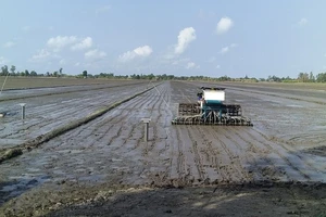Gieo trồng lúa giảm phát thải trên cánh đồng thí điểm 50 ha của Hợp tác xã Thuận Tiến, xã Thạnh An, huyện Vĩnh Thạnh, thành phố Cần Thơ. (Ảnh HÀ AN) 