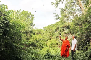 Sư cả trụ trì chùa Khmer ấp Giồng Lớn khảo sát thực địa để trồng thêm cây xanh, tạo môi trường sống cho đàn chim hoang dã. 