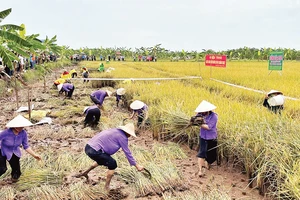 Các đội thi gặt lúa tại Ngày hội lúa, rươi hữu cơ ở Tứ Kỳ. 