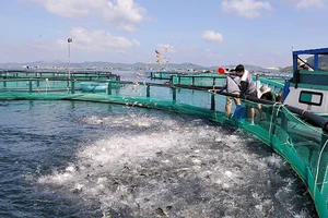 Ngư dân thị xã Sông Cầu (tỉnh Phú Yên) đầu tư lồng nuôi bằng vật liệu mới HDPE để phát triển nuôi biển theo hướng công nghiệp. (Ảnh ANH NGỌC)