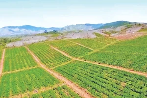 Với hơn 800.000 ha đất sản xuất nông nghiệp, tỉnh Gia Lai có nhiều lợi thế trồng, chế biến và xuất khẩu nông sản. 