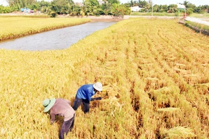 Thu hoạch lúa hữu cơ ở ấp Rạch Sâu, xã Long Hòa, huyện Châu Thành, tỉnh Trà Vinh. 