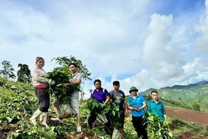 Các thành viên Tổ Dân vận bản Mốc 4, xã Nậm Tin đang giúp đồng bào trồng cây quế để phát triển kinh tế. 