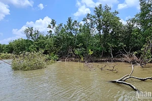 Cây rừng bị sóng dữ phương hại vùng ven biển Cà Mau, khiến tiến trình sạt lở ngày càng nhanh chóng.