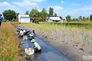 Nông dân vùng lúa-tôm huyện Thới Bình (Cà Mau) thu hoạch tôm càng xanh canh tác chung với ruộng lúa vào mùa mưa.