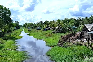 Một tuyến kênh ở vùng ngọt huyện Trần Văn Thời đang khô cạn dần theo nắng hạn.