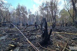 Vụ cháy rừng tại Đội Quản lý đất quốc phòng (Nông trường 402 cũ) đã làm thiệt hại khoảng 40ha rừng tràm tái sinh hơn 4 năm tuổi.