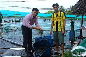 Cà Mau là địa phương có diện tích nuôi tôm lớn nhất cả nước với khoảng 280.000ha. 