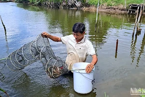 Nhờ được tập huấn, truyền nghề, nông dân vùng tôm-lúa Cà Mau biết áp dụng nuôi tôm theo quy trình hữu cơ đạt chuẩn quốc tế. 