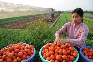 Các hợp tác xã nông nghiệp cần nâng cao năng lực cả về tư duy quản lý và phương thức sản xuất, kinh doanh.