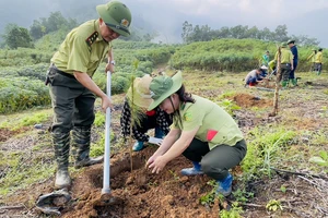 Kiểm lâm huyện Trấn Yên tham gia trồng cây.(Ảnh: THANH SƠN)