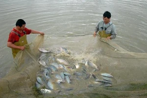 NAFIQPM cho biết đã nhận được công thư số 65/2024/SDA/MAPA ngày 14/2/2024 của Cơ quan kiểm dịch động thực vật, Bộ Nông nghiệp và Chăn nuôi Braxin (MAPA) về việc dừng nhập khẩu cá rô phi (Tilapia) từ Việt Nam. (Ảnh TTXVN)