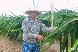 Ông Vũ Văn Thùy chia sẻ về giá trị thanh long mang lại cho người dân Bát Trang. (Ảnh: NGỌC TÂN)