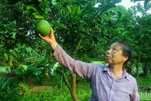 Là giống cây bản địa, bưởi Thồ được trồng phổ biến tại xã Bạch Hạ, huyện Phú Xuyên với diện tích hơn 60 ha.